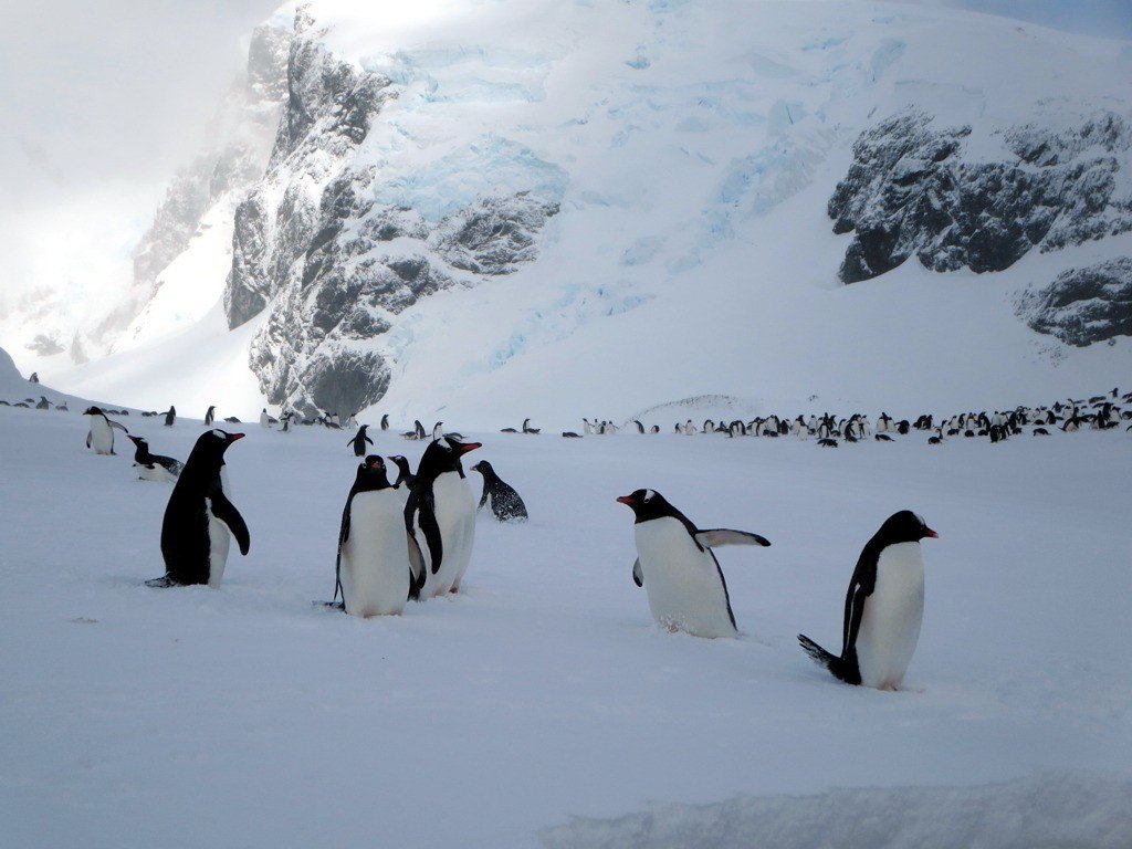 クーバービル島の雪上のペンギン（2014年）。雪の残り方は季節や年で変わる。