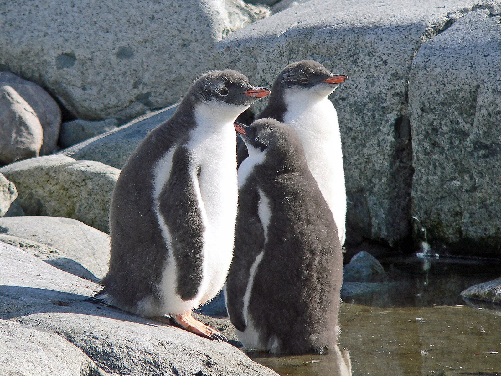ペーターマン島の若いジェンツーペンギン（2007年2月）。繁殖段階は種類・地点・年によって異なる。