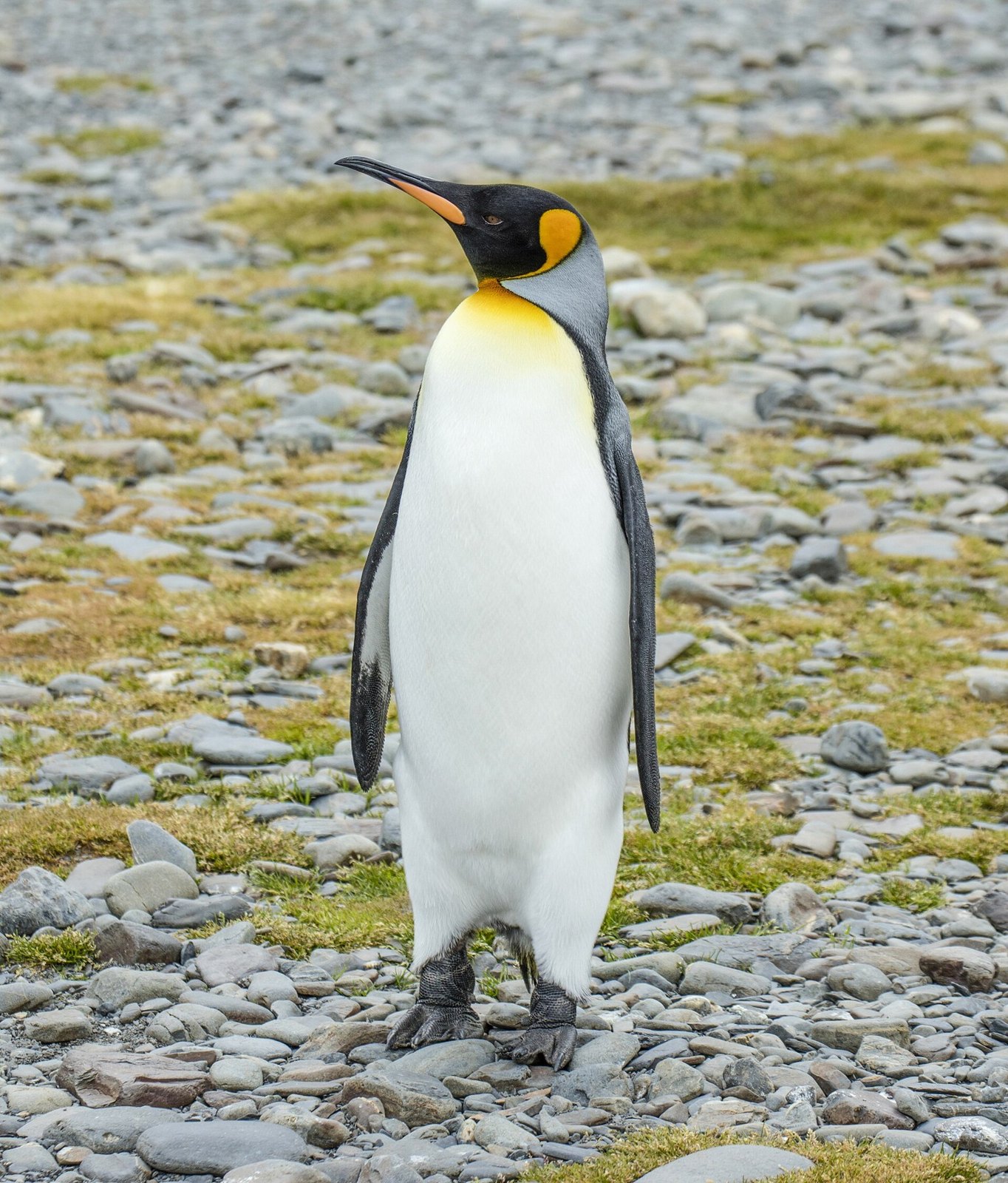 南ジョージア、フォーチュナ湾のオウサマペンギン（2016年）。皇帝ペンギンとは別の種類。