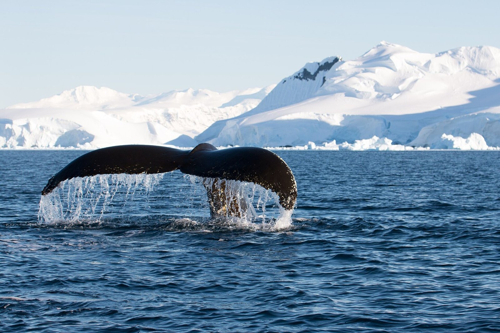 ウィルヘルミナ湾で撮影されたザトウクジラの尾（2019年2月）。特定の出発便での遭遇を保証する写真ではない。