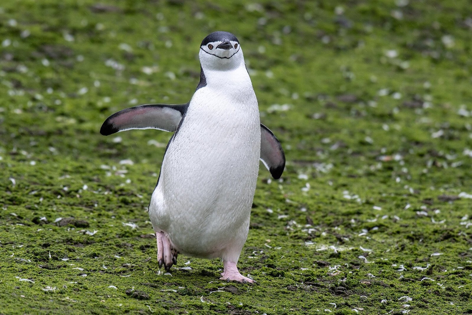 バリエントス島のヒゲペンギン（2019年）。あごの下の黒い線が特徴。