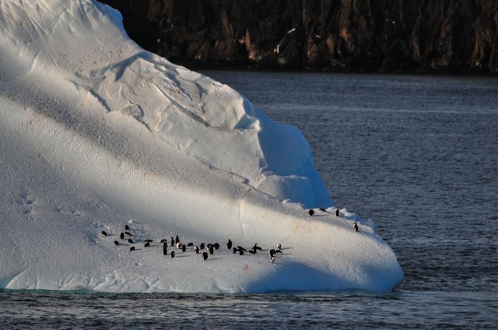 氷の上に集まるペンギン。Frans van Heerdenによる南極の写真。原ページに詳細地点・撮影日の記載なし。