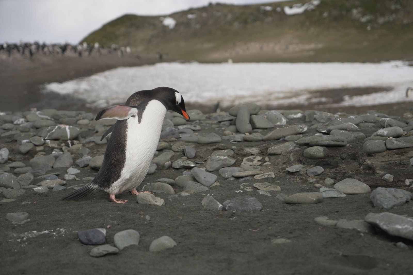 岩場のジェンツーペンギン。Ays Mardinによる写真（2021年11月）。原ページでは詳細地点は特定されていない。