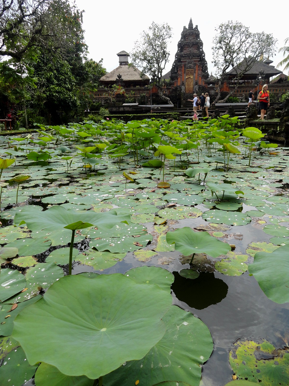 蓮の葉に覆われた池と寺院