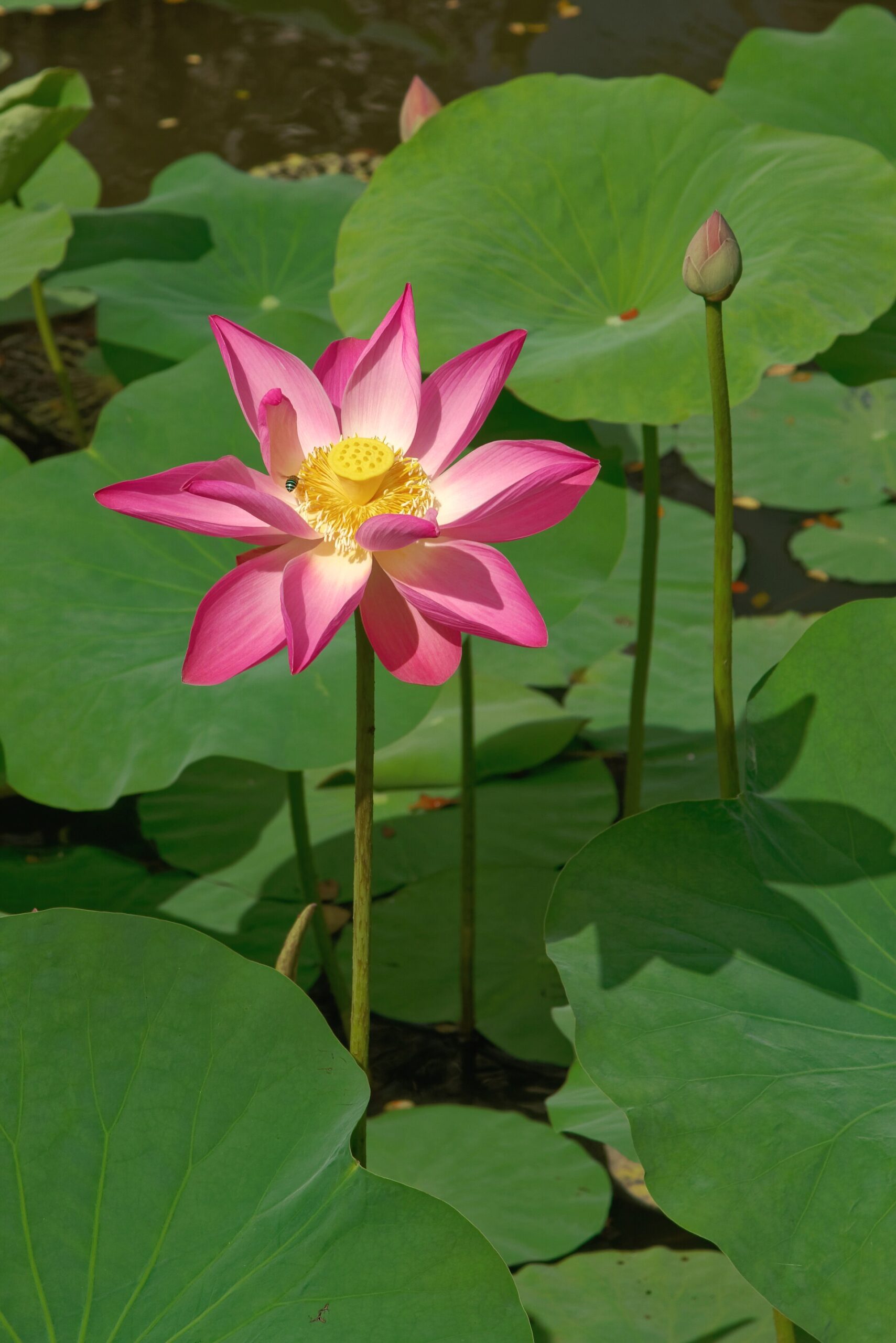 サラスワティ寺院の池に咲く蓮