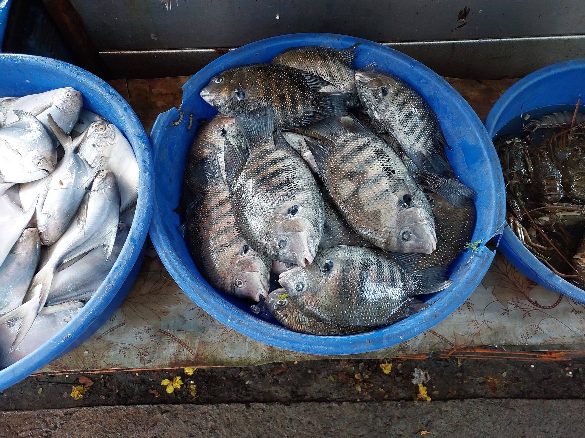 フォート・コーチで売られる魚